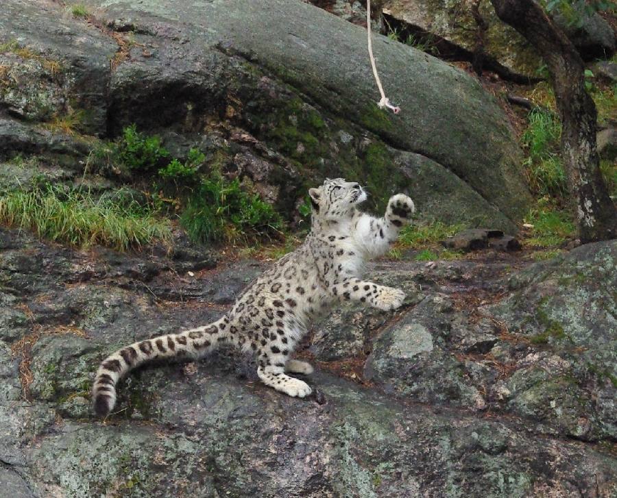Playful snow leopard cub