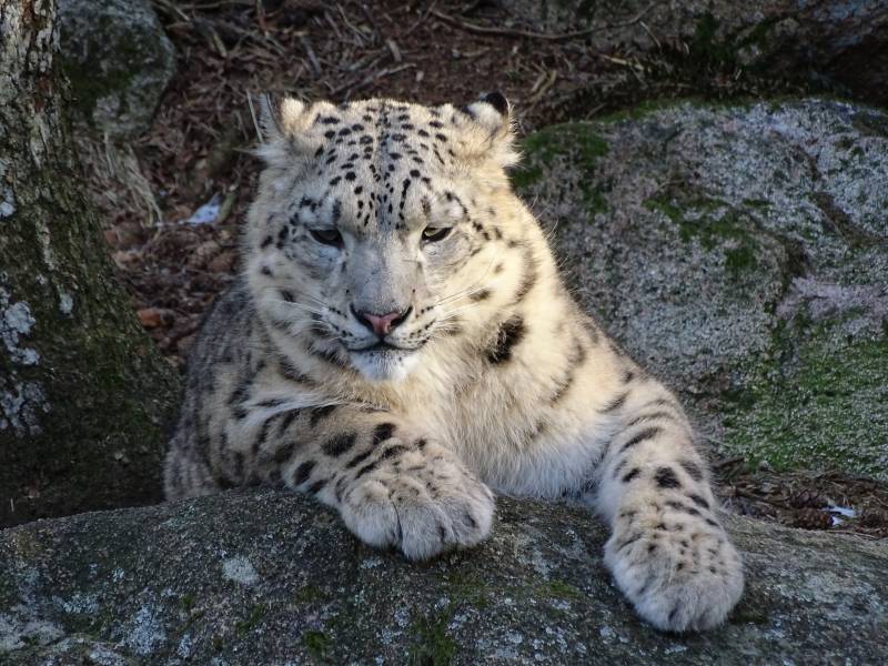 Low-key snow leopard