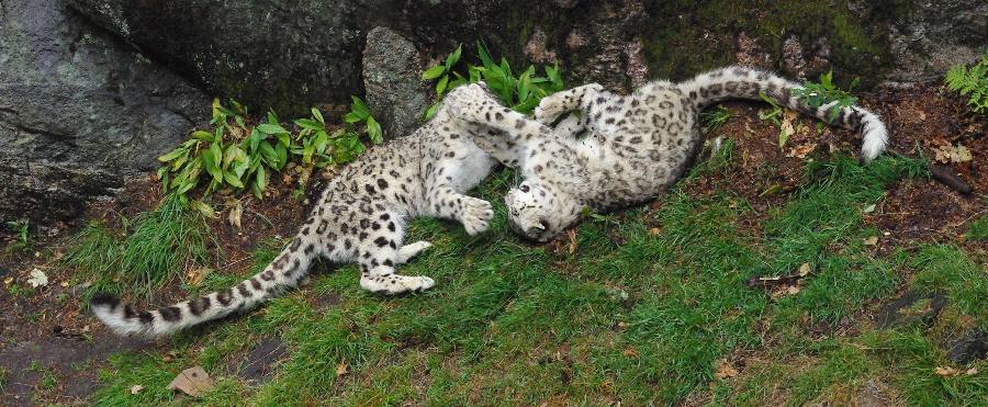 Two snow leopards playfighting