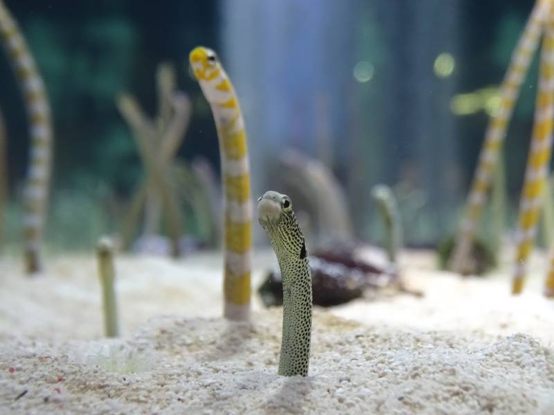 Aquarium tank with snake-like fish
